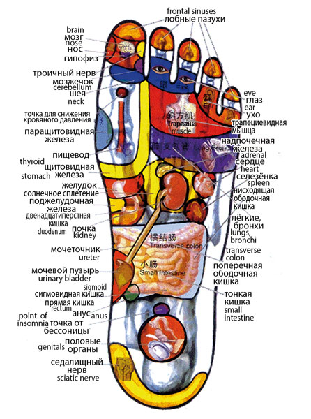 Foot